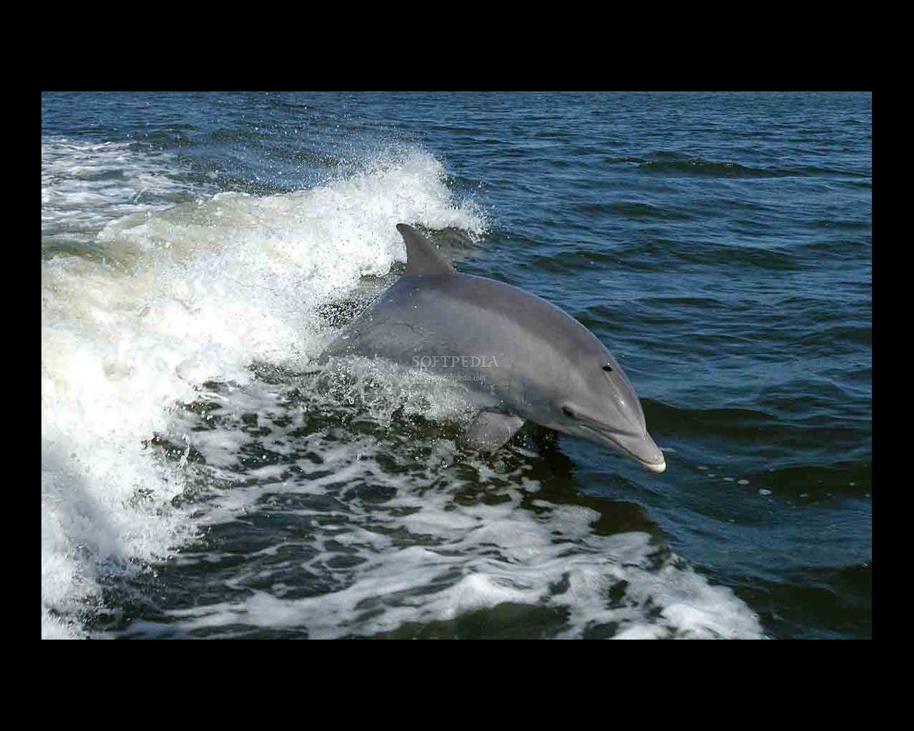 Live Dolphin Screensavers Free
